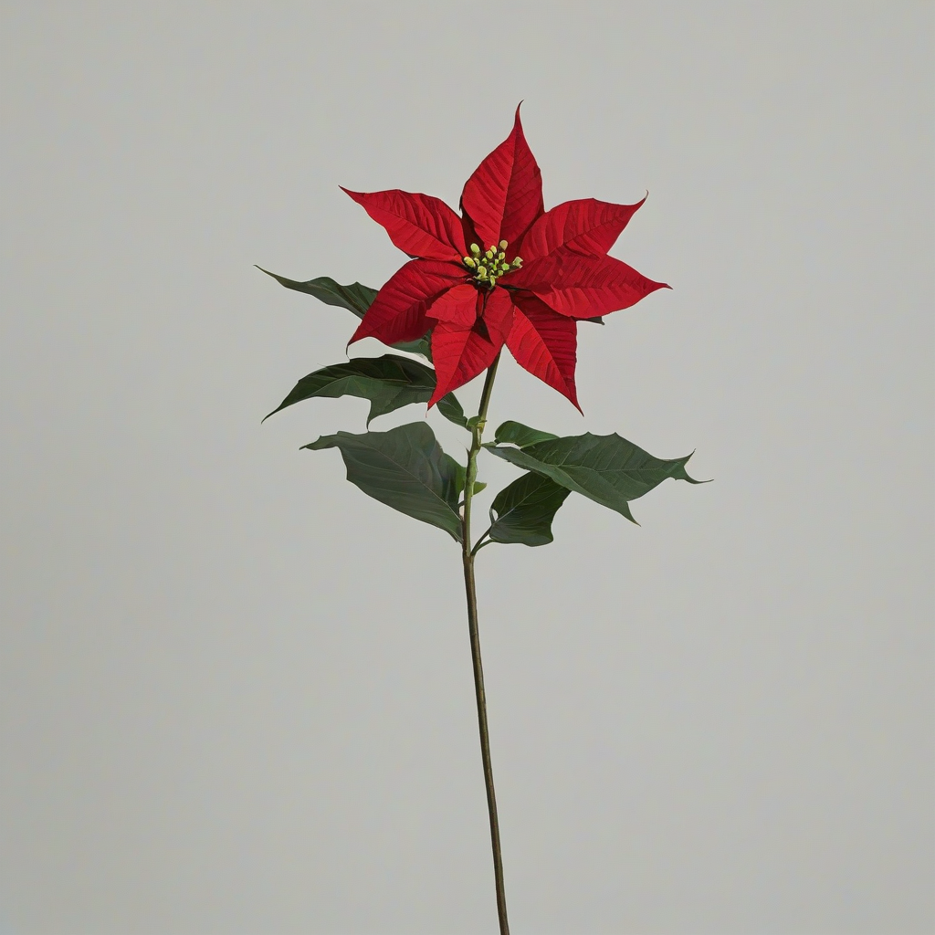 A single red poinsettia flower with a long green stem and dark green leaves, full-body view, on a plain white background, photographed in a studio with soft, natural light, in the style of a botanical illustration, on a plain white background, even lighting 