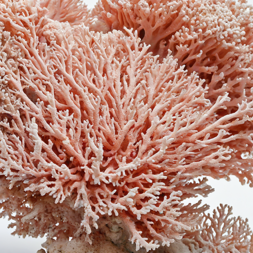 A photorealistic, full-body view of a coral, with intricate details and vibrant colors, on a plain white background, wide shot, with all features of the coral visible, including the base and the tips, in a well-lit environment with soft, natural light, on a plain white background, even lighting 