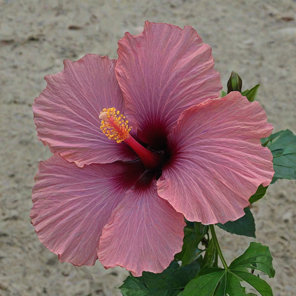 A hibiscus flower