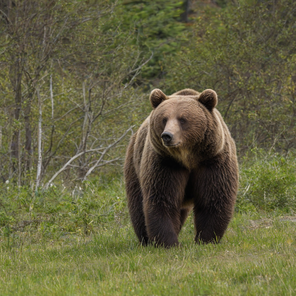 A brown bear