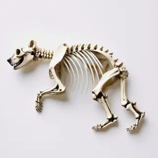 A bear skeleton