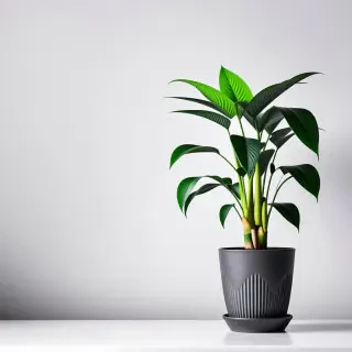 house plant