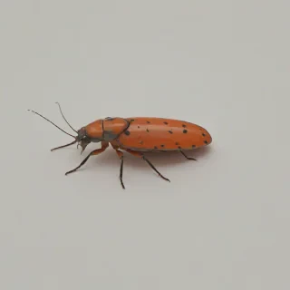 A solitary, full-body view of a salmon-colored insect, such as a beetle or a butterfly, with minimal background elements, placed on a plain white background, in a minimalist style, with a focus on simple shapes and clean lines, and a wide-angle shot that captures the entire insect, with its legs and antennae visible, and a soft, natural light that accentuates its salmon color, on a plain white background, even lighting