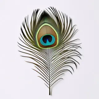 peacock feather