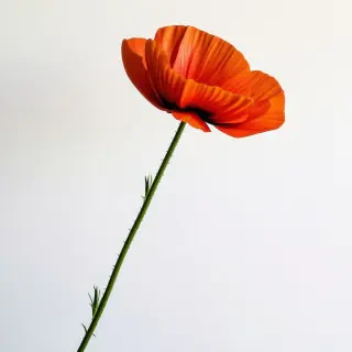 A poppy