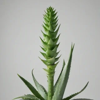 A full-body view of a healthy aloe vera plant with thick, green, fleshy leaves and a sturdy stem, set against a plain white background, with soft, natural lighting and a slight sheen to the leaves, in a photographic style, on a plain white background, even lighting 