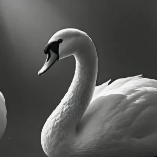 Black and white photograph of a swan, black background, dramatic camera angle, dramatic lighting, slight dust in the air