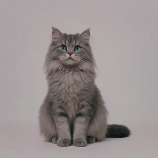 A full-body view of a cute, gray, fluffy cat, with a wide shot, sitting on a plain white background, in a vaporwave art style, with pastel colors and a dreamy atmosphere, with soft lighting and dynamic shadows, and a slight blur effect to give it a retro vibe, with the cat's fur and whiskers clearly visible, and its eyes looking directly at the viewer