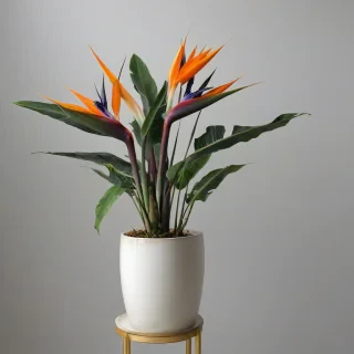 A bird of paradise plant with large, vibrant orange and purple flowers, standing upright in a beautiful white and cream colored ceramic pot with a subtle texture, placed on a plain white background, full-body view of the plant and pot, with the pot being slightly ornate and having a wide mouth, and the plant's long leaves and stems stretching upwards, wide shot, feet of the pot visible, on a plain white background, even lighting 