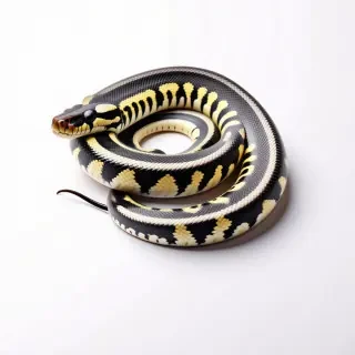realistic python