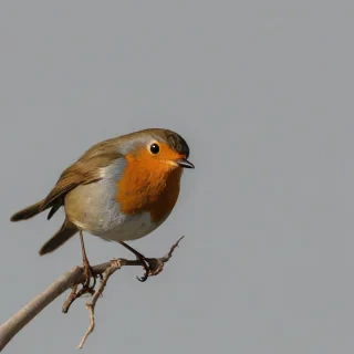 Robin bird, on a plain white background, even lighting