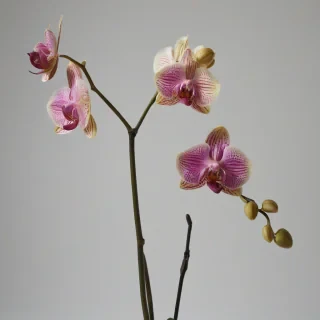 a detailed, full-body view of a colorful orchid, on a plain white background, with soft, natural light, on a plain white background, even lighting 