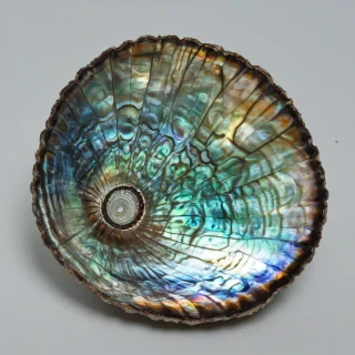 abalone shell, on a plain white background, even lighting