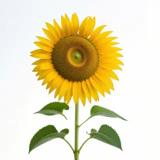 Giant sunflower
