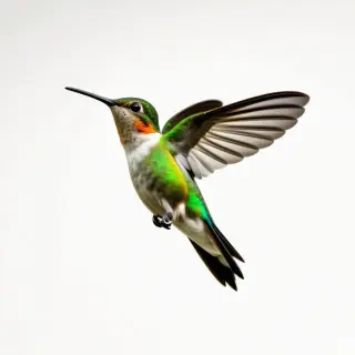 hummingbird
