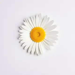daisy flower