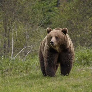 A brown bear