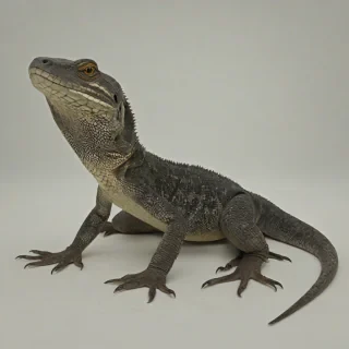 hand-drawn Monitor Lizard, wide angle shot, full body visible, on a plain white background, even lighting
