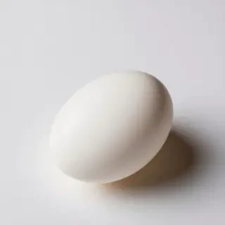 egg