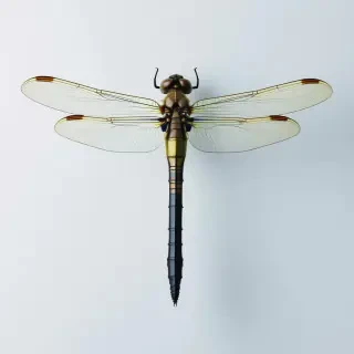 iridescent dragonfly