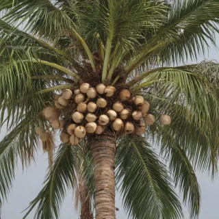 Palm tree with coconuts on it