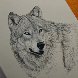 line drawing, color pop of a wolf