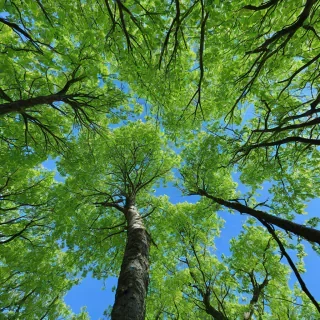view looking up through vivid bright green, bushy tree branches, looking up to the bright blue sky