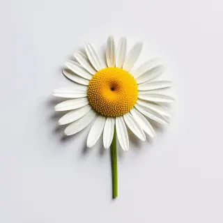 A daisy
