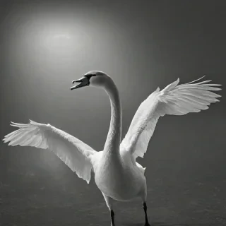 Black and white photograph of a swan, black background, dramatic camera angle, dramatic lighting, slight dust in the air