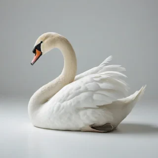 beautiful white swan, wide angle shot, on a plain white background, even lighting