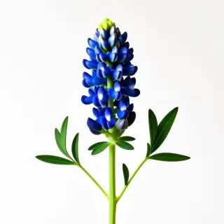 blue bonnet