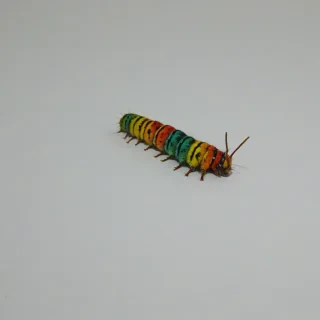 vibrantly colored caterpillar, only one caterpillar in image, wide angle shot, fully visible, on a plain white background, even lighting