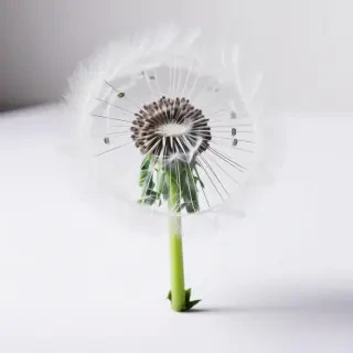 dandelion flower