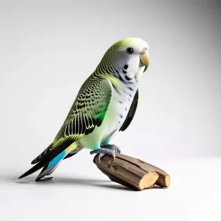 a parakeet