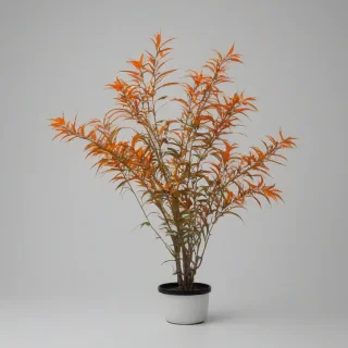 Orange biopunk plant, full-body view, on white background, vibrant, on a plain white background, even lighting 