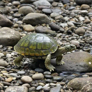 a clear glass turtle walking on some small rocks with a tiny creek nearby