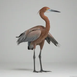 Reddish egret, only one egret in image, wide angle shot, full body visible, on a plain white background, even lighting