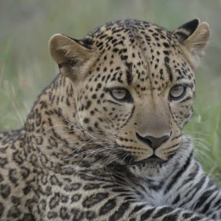 a leopard