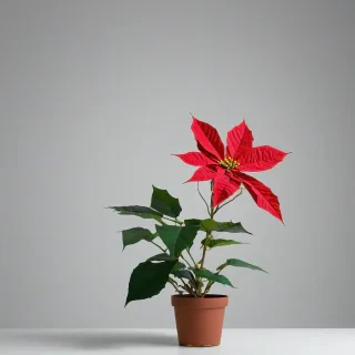 single poinsettia flower, vivid coloring, wide angle shot, bright lighting, on a plain white background, even lighting