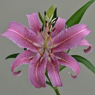 Pink tiger lily