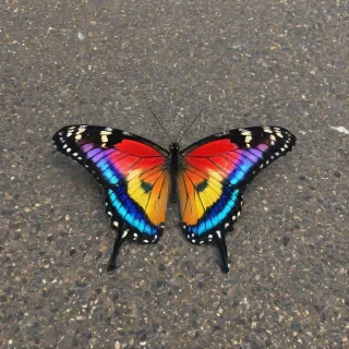 Rainbow butterfly