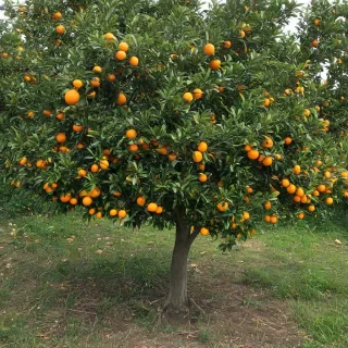 an orange tree