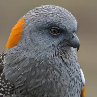 Blauwe vacht.
Grote gele ogen.
Tijgerachtig lichaam.
Oranje accenten rond het gezicht.
Poten met scherpe klauwen.
Stevige, gespierde bouw.
Kleine, ronde oren.
Lange, sierlijke staart.
Grijnzend of komisch gezicht.
Soms lichte strepen op de vacht.
Magische uitstraling.
Cartoonachtig en schattig.
Soms licht gloeiend in donkere scènes., on a plain white background, even lighting