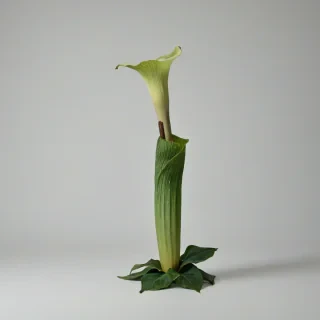 single corpse flower, full-body view, on a plain white background, with green leaves
