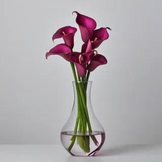 clear purple glass vase with pink calla lilies in it, on a plain white background, even lighting, glass is a deep plum color