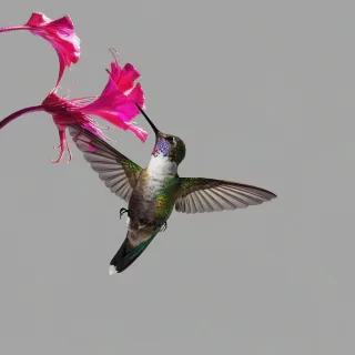 A hummingbird in a full-body view, with iridescent feathers glistening in the sunlight, drinking nectar from a vibrant fuchsia colored flower with delicate, drooping petals, on a plain white background, with a shallow depth of field and a wide-angle shot, in a digital illustration style with bold lines and bright colors, on a plain white background, even lighting 