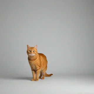 Full-body view of an orange cat, film noir style, on a plain white background, on a plain white background, even lighting 