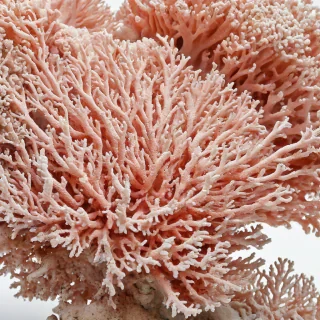A photorealistic, full-body view of a coral, with intricate details and vibrant colors, on a plain white background, wide shot, with all features of the coral visible, including the base and the tips, in a well-lit environment with soft, natural light, on a plain white background, even lighting 