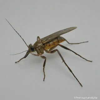 make Tralalero Tralala, on a plain white background, even lighting