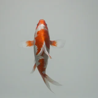 a single koi fish, wide angle shot, on a plain white background, even lighting